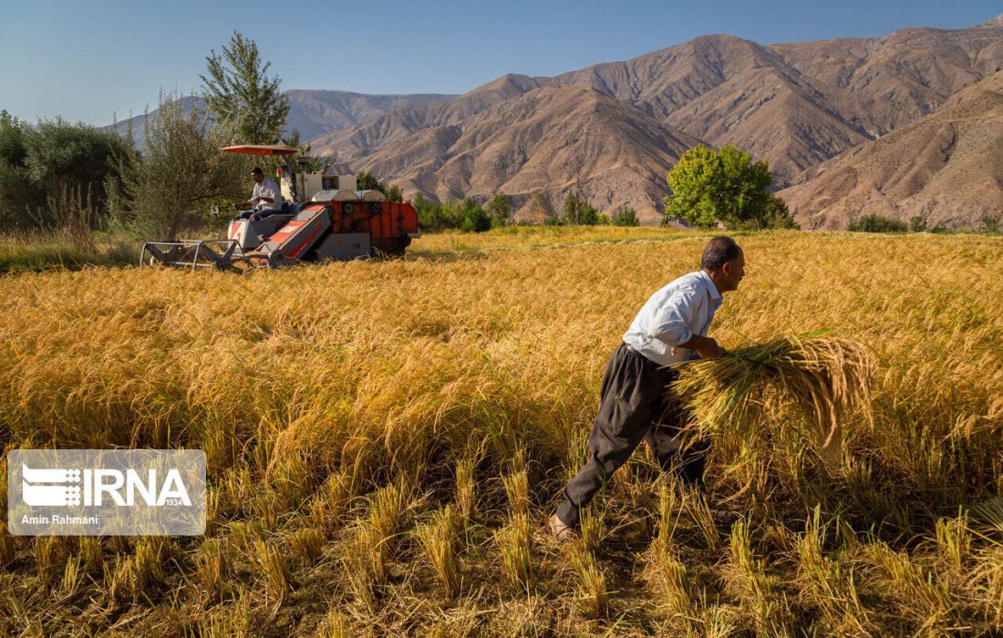 فائو : پیش بینی افزایش 34 درصدی تولید غلات ایرنا و کاهش 25 درصدی واردات