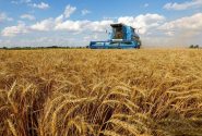 حراج گندم روسیه؛ فرصت طلایی برای ایران