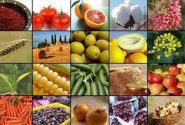 <strong>ابلاغ فهرست استثنائات ممنوعیت صادرات برخی کالاهای کشاورزی</strong>