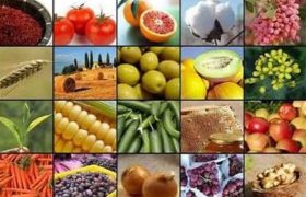 <strong>ابلاغ فهرست استثنائات ممنوعیت صادرات برخی کالاهای کشاورزی</strong>