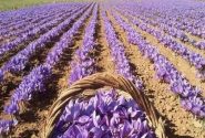 نمایشگاه تخصصی زنجیره ارزش زعفران و صنایع وابسته