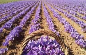 نمایشگاه تخصصی زنجیره ارزش زعفران و صنایع وابسته
