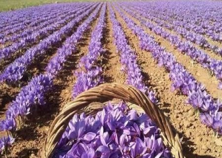 نمایشگاه تخصصی زنجیره ارزش زعفران و صنایع وابسته